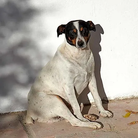 El Molino Szálloda Estepona